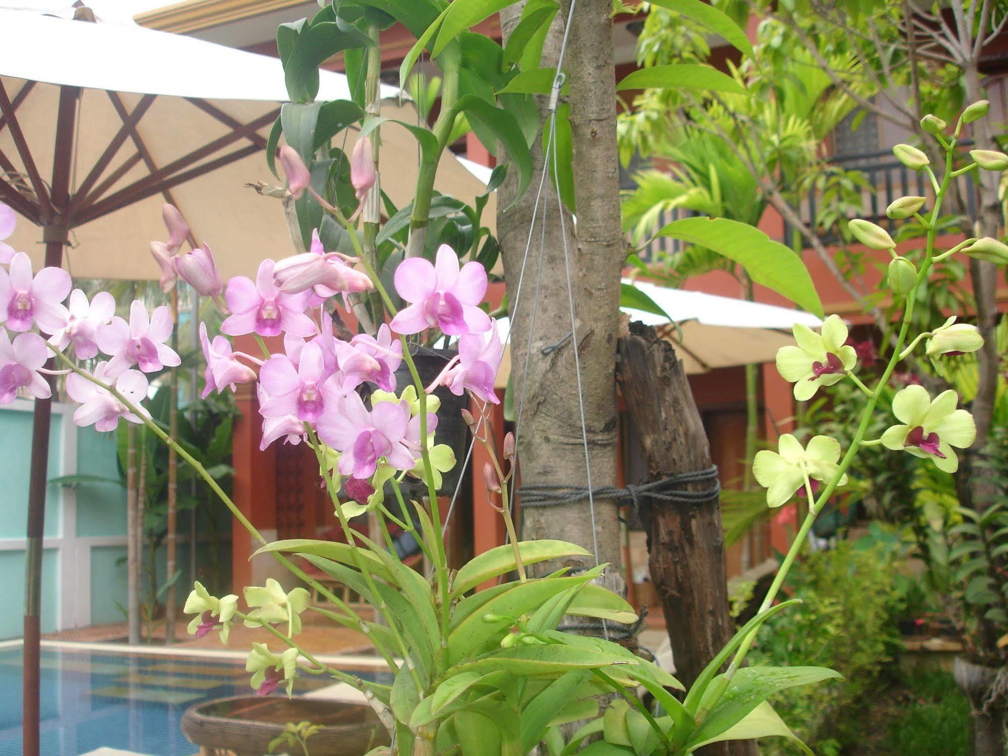 Jasmine Lodge Siem Reap Dış mekan fotoğraf
